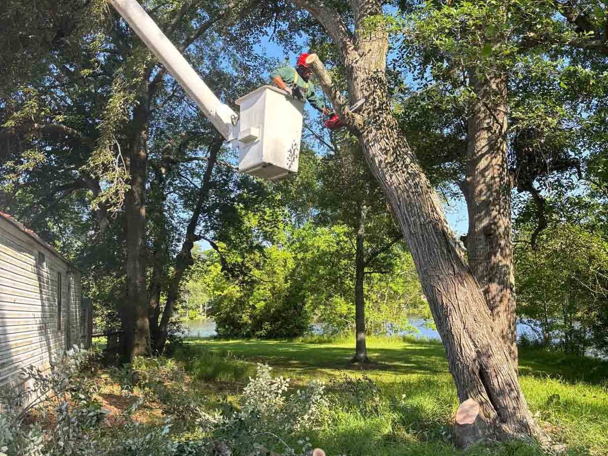 El Costeño Tree Service LLC